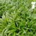 散尾葵种苗四季常青观叶植物净化空气耐阴性强