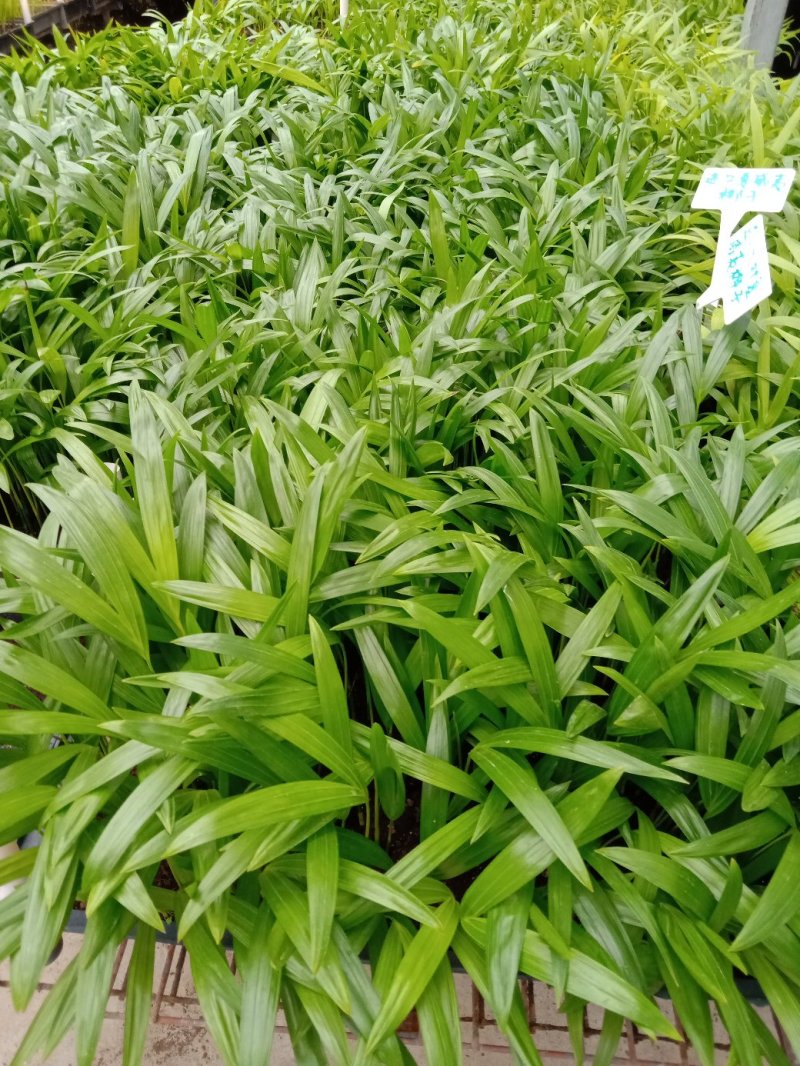 散尾葵种苗四季常青观叶植物净化空气耐阴性强