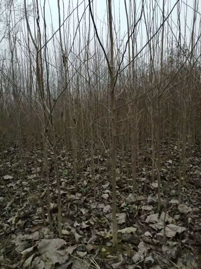杜仲苗