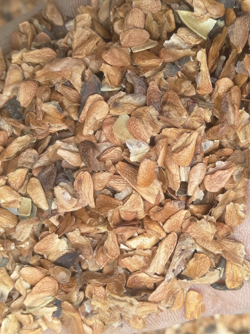 红油香椿种子发芽率高达95%以上