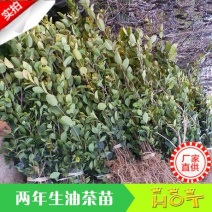 嫁接油茶苗，长林油茶苗