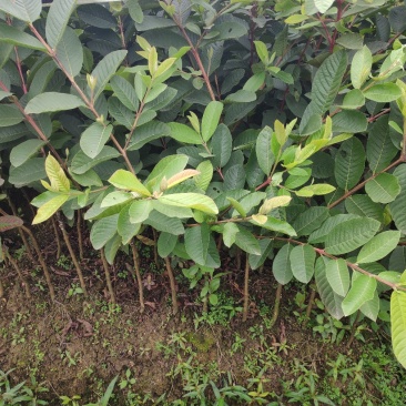 四季番石榴苗