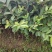 四季番石榴苗