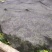 四季番石榴苗