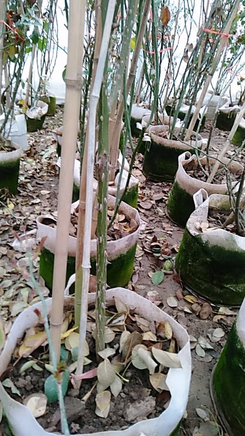 爬藤月季粉达红达红龙粉龙庭院阳台盆栽绿植花卉大量批发供应