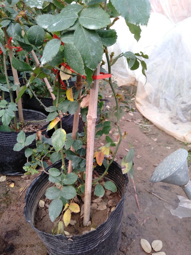 爬藤月季粉达红达红龙粉龙庭院阳台盆栽绿植花卉大量批发供应
