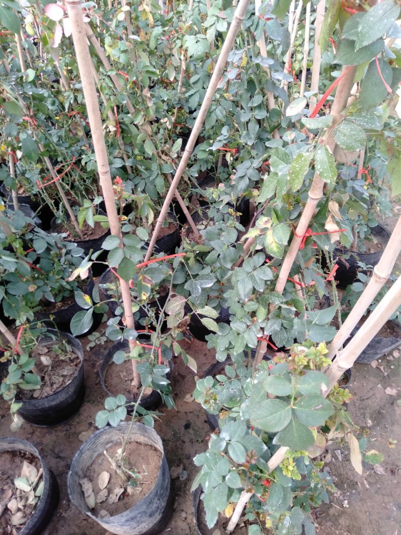 爬藤月季粉达红达红龙粉龙庭院阳台盆栽绿植花卉大量批发供应