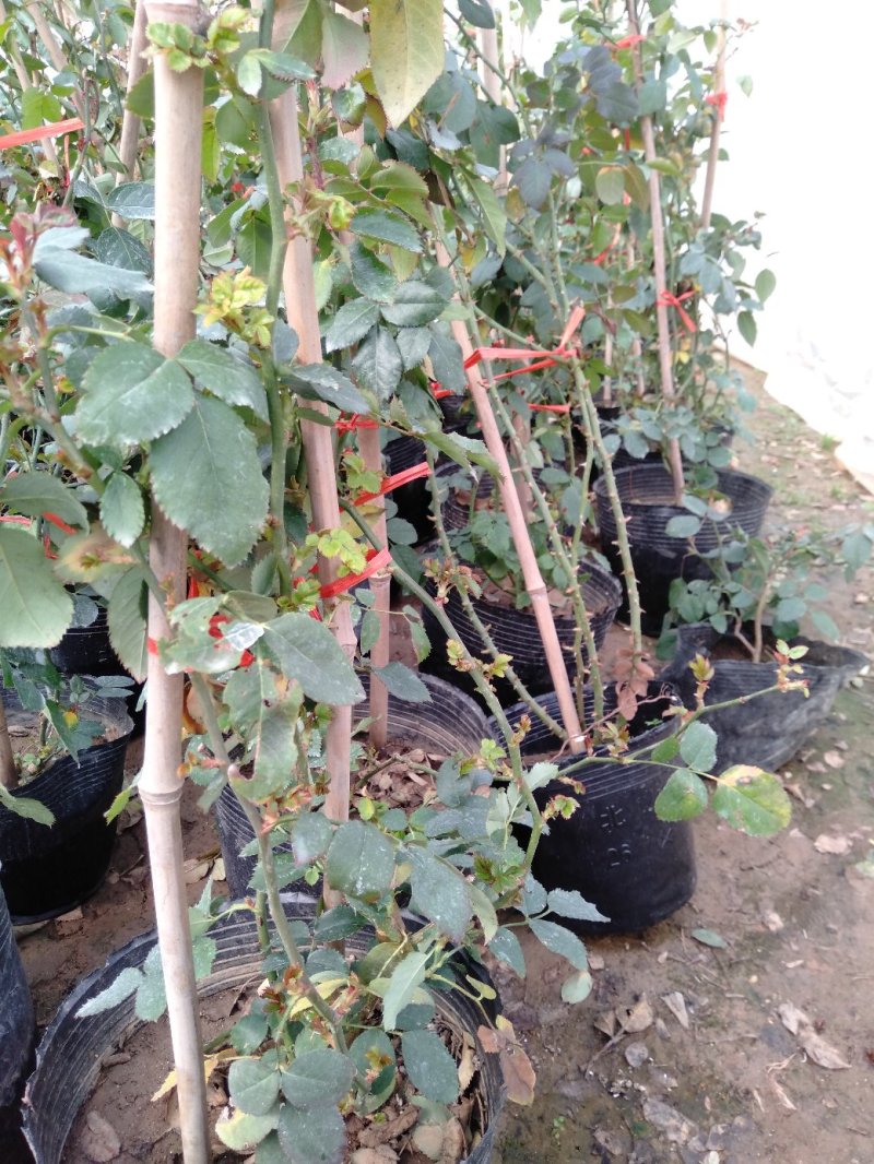 爬藤月季粉达红达红龙粉龙庭院阳台盆栽绿植花卉大量批发供应