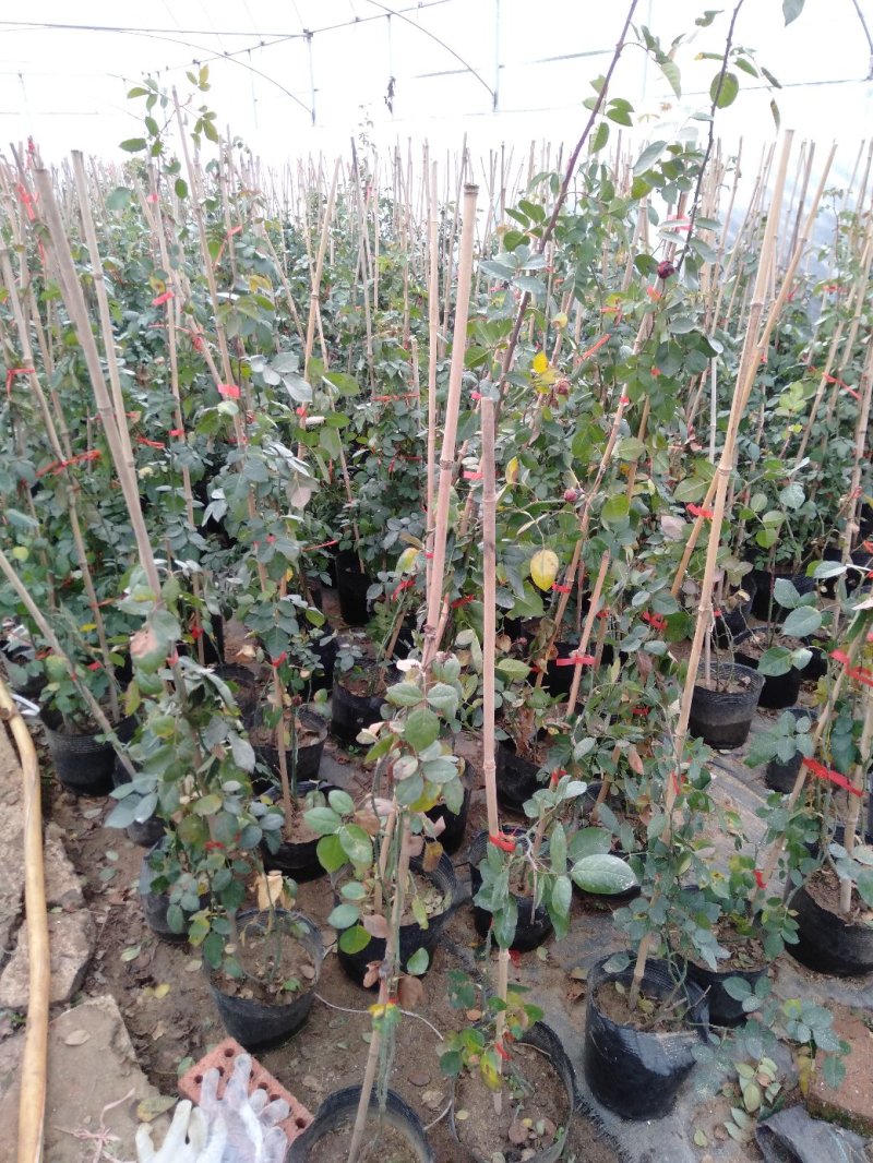 爬藤月季粉达红达红龙粉龙庭院阳台盆栽绿植花卉大量批发供应