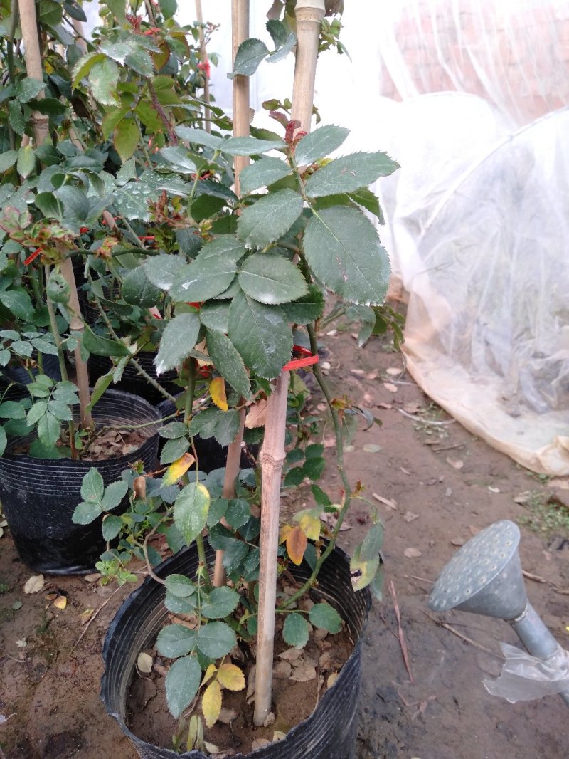 爬藤月季粉达红达红龙粉龙庭院阳台盆栽绿植花卉大量批发供应