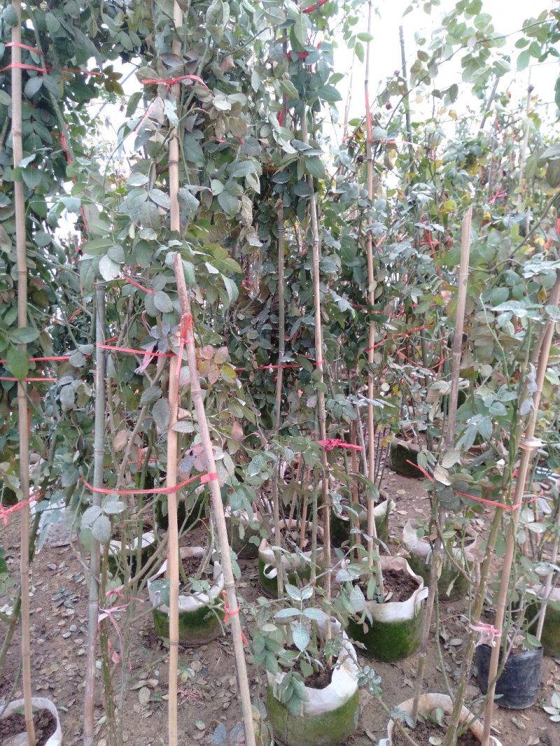 爬藤月季粉达红达红龙粉龙庭院阳台盆栽绿植花卉大量批发供应