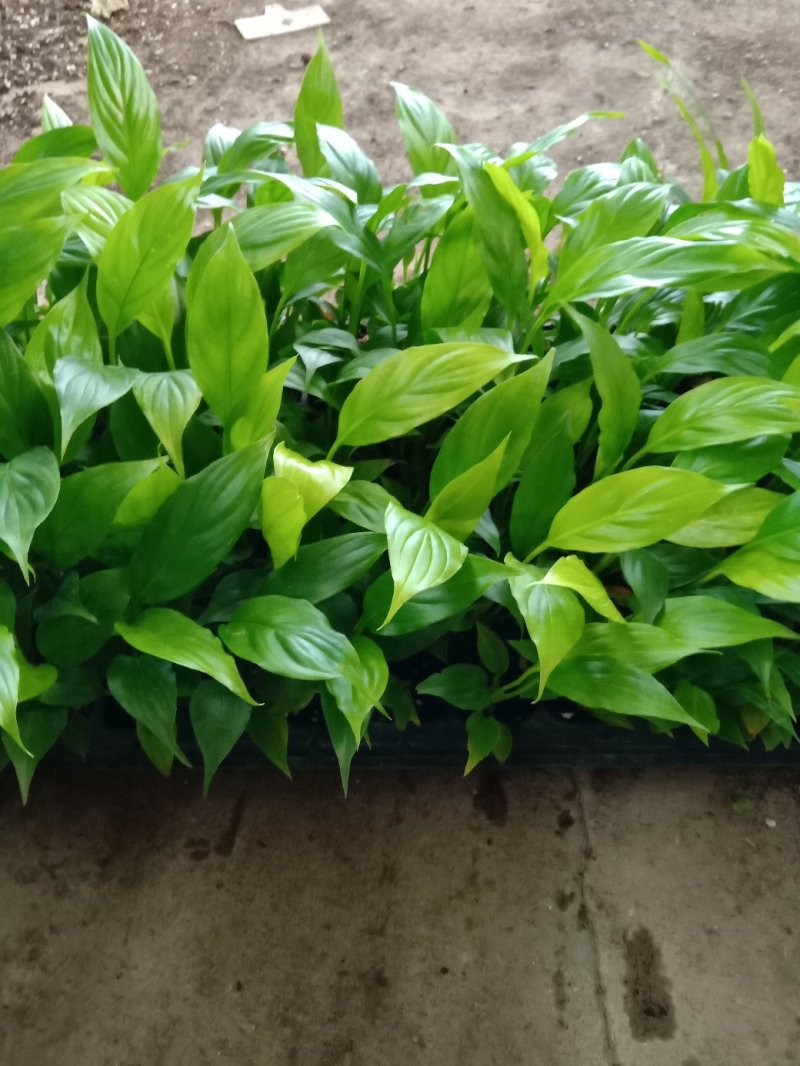 白掌一帆风顺穴盆苗盆栽花卉绿植耐阴净化空气