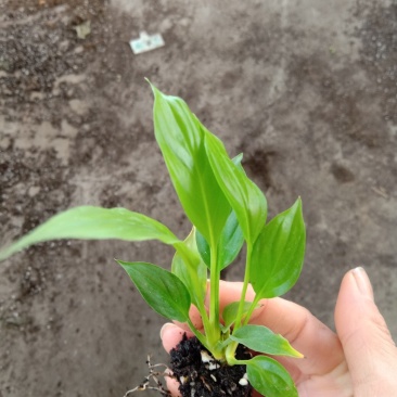 白掌一帆风顺穴盆苗盆栽花卉绿植耐阴净化空气