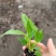 白掌一帆风顺穴盆苗盆栽花卉绿植耐阴净化空气