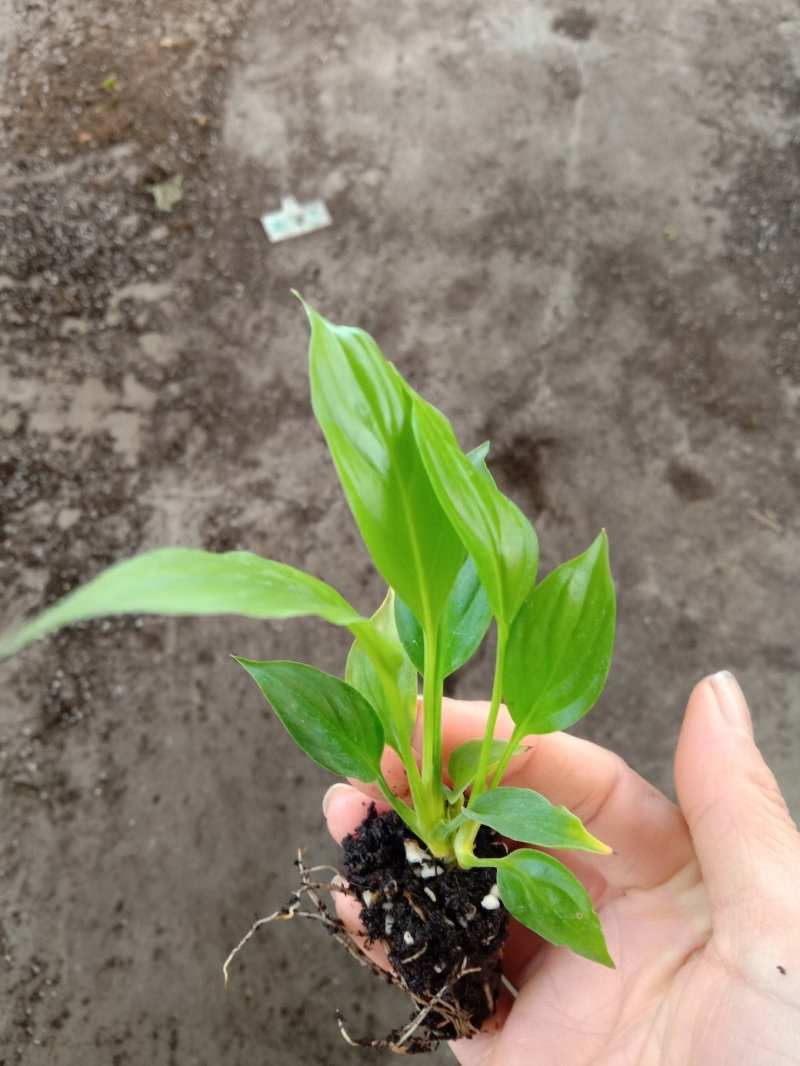 白掌一帆风顺穴盆苗盆栽花卉绿植耐阴净化空气