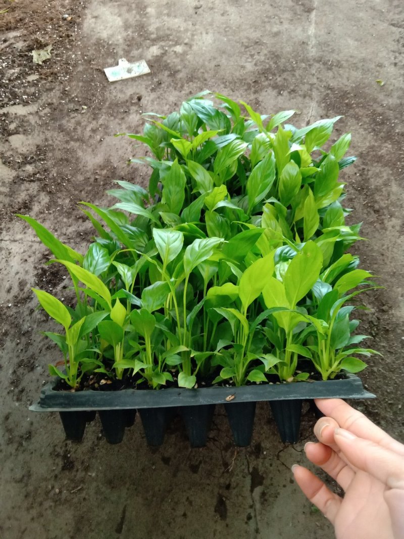 白掌一帆风顺穴盆苗盆栽花卉绿植耐阴净化空气