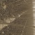 107杨树苗规格齐全