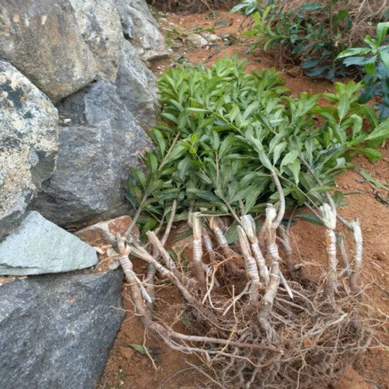 杨梅苗，东魁杨梅，嫁接杨梅
