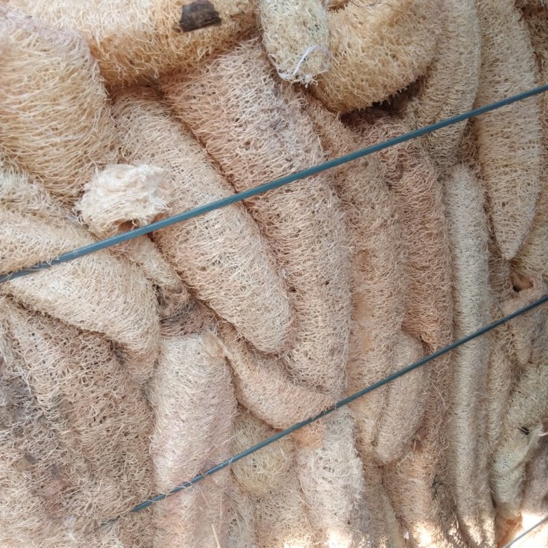 丝瓜络
