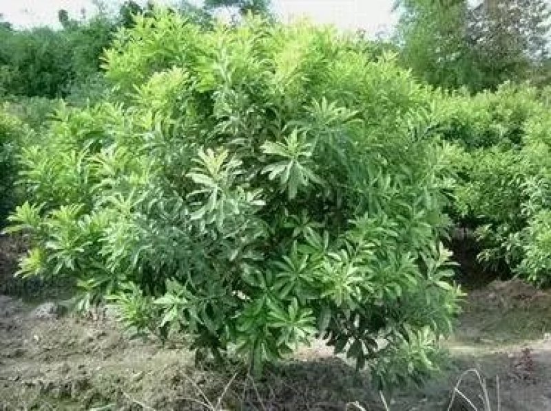 杨梅苗，嫁接杨梅苗