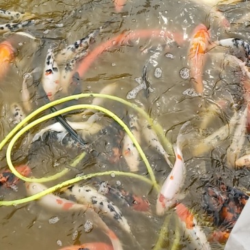 锦鲤