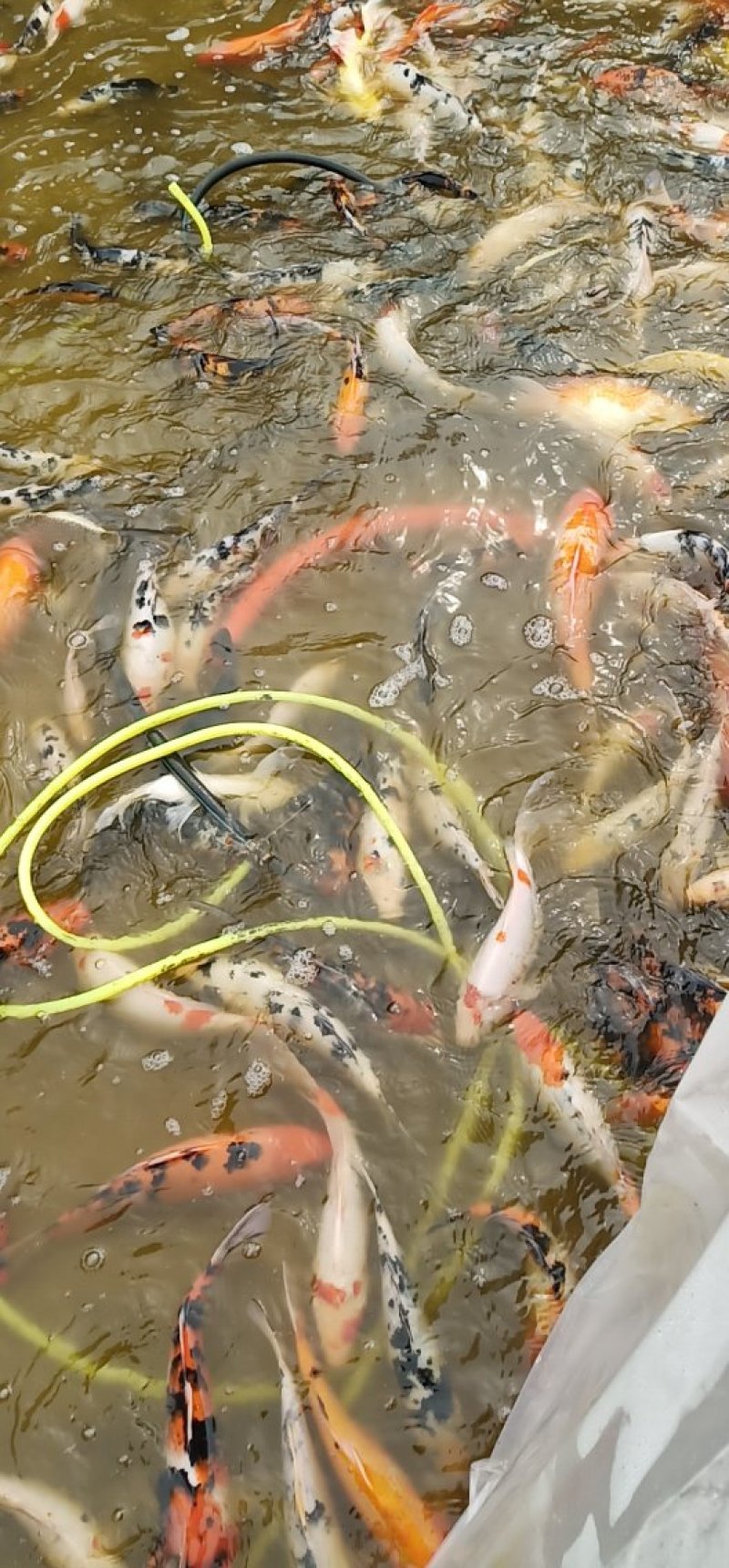 锦鲤