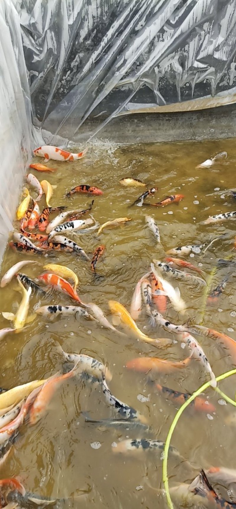锦鲤