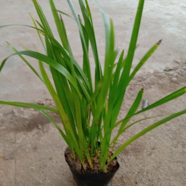 中东海枣种苗棕榈植物园林绿化树景观树
