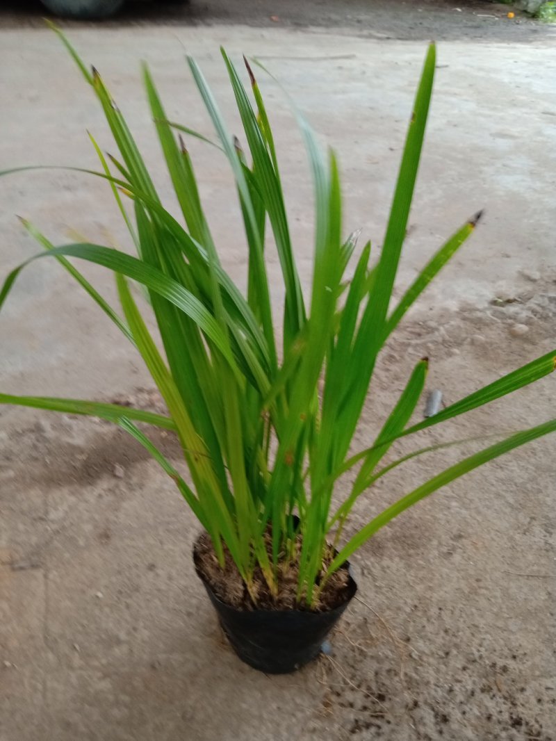 中东海枣种苗棕榈植物园林绿化树景观树