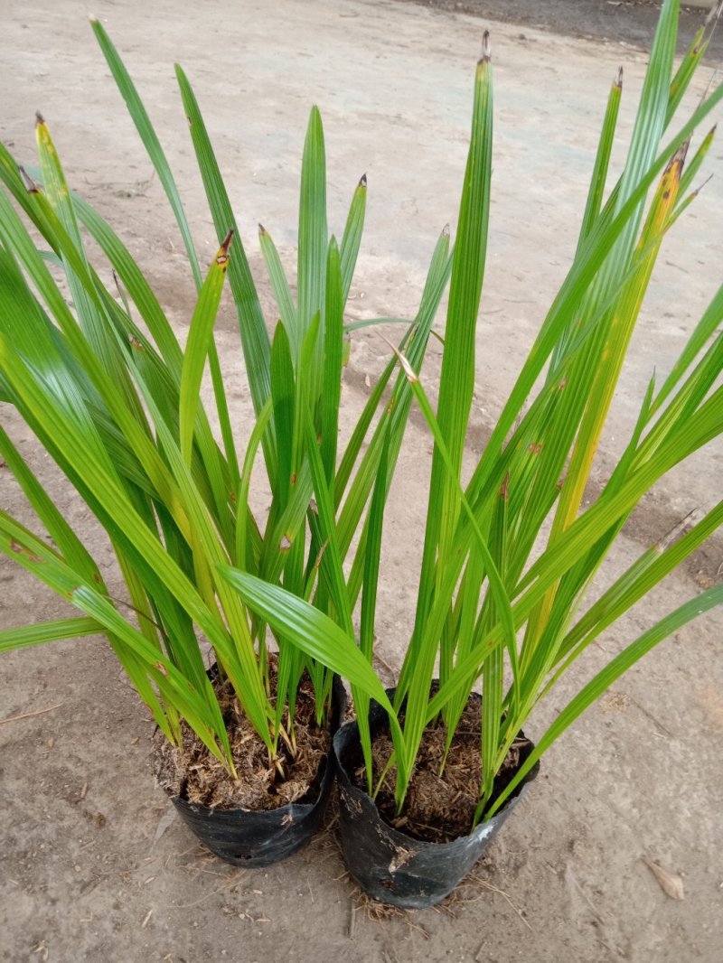中东海枣种苗棕榈植物园林绿化树景观树