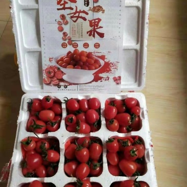 圣女果小柿子千禧贝贝招电商代理一件代发产地直发