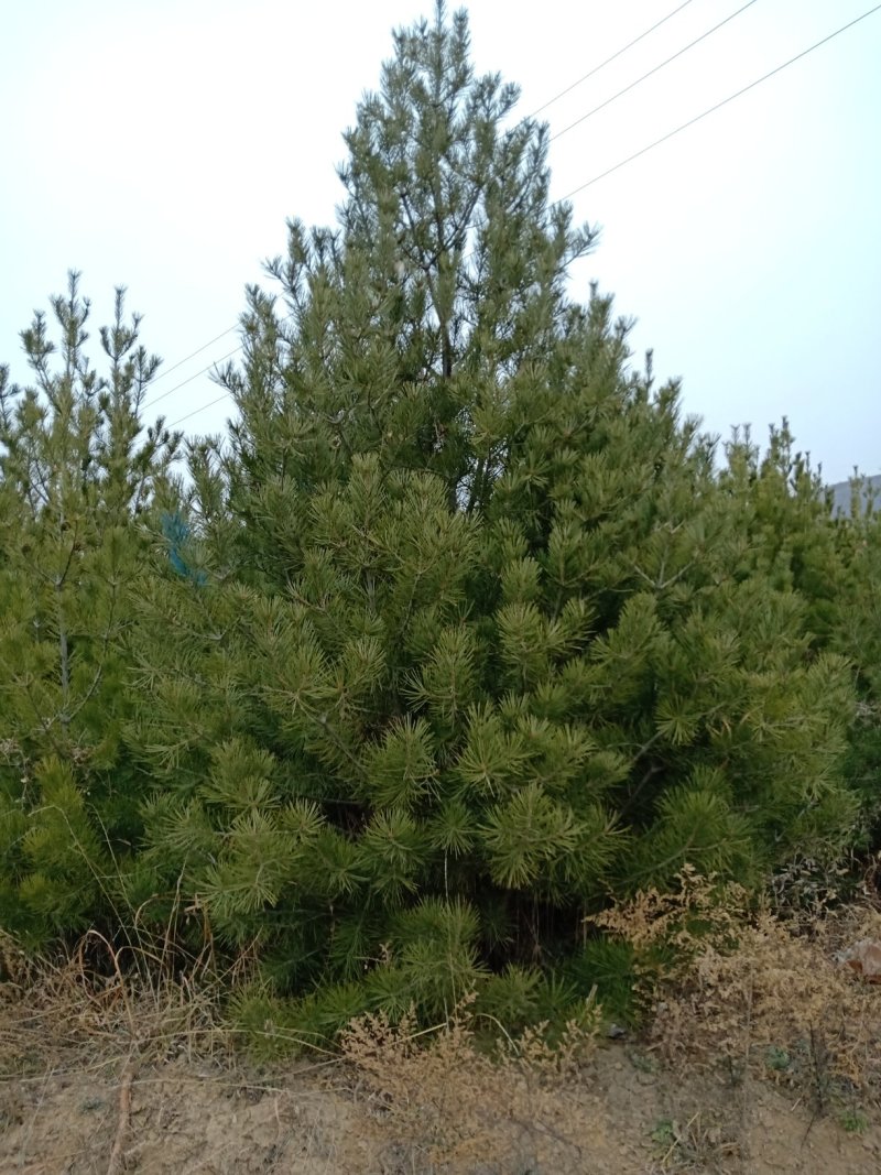 白皮松定植树
