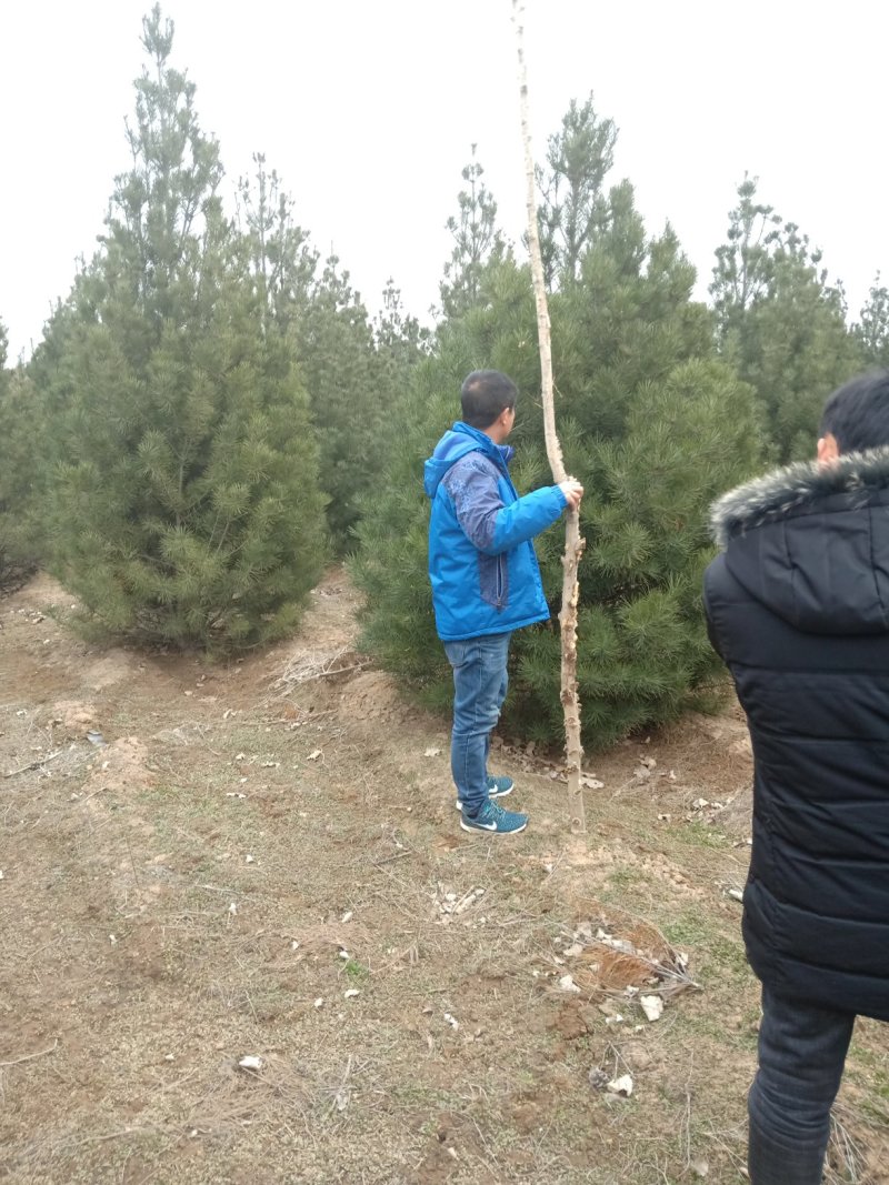 白皮松定植树