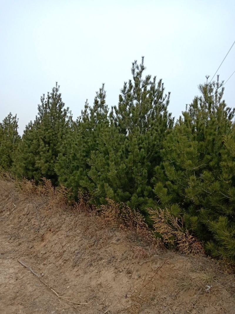 白皮松定植树