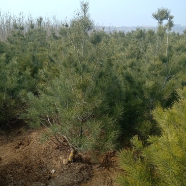 白皮松定植树