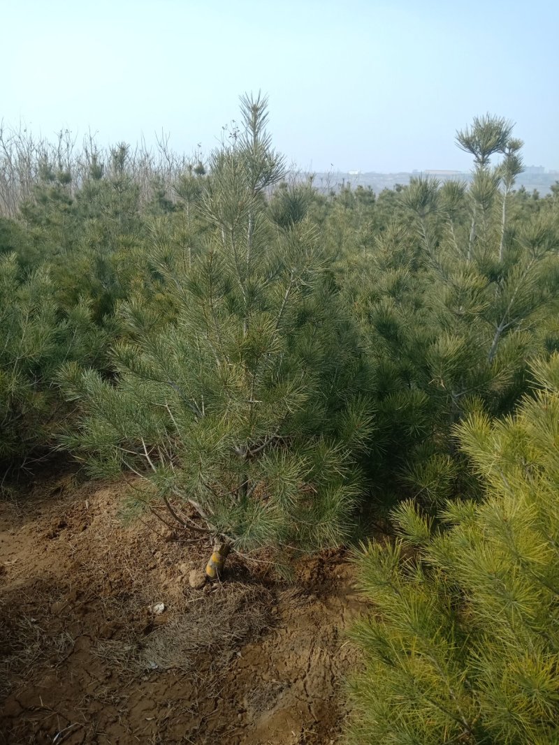 白皮松定植树