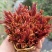 红油香椿芽（渝绿佳生鲜）