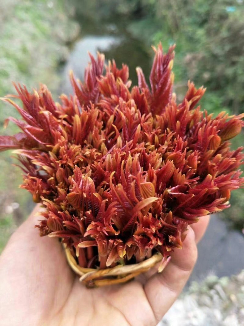 红油香椿芽（渝绿佳生鲜）
