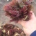 红油香椿芽（渝绿佳生鲜）