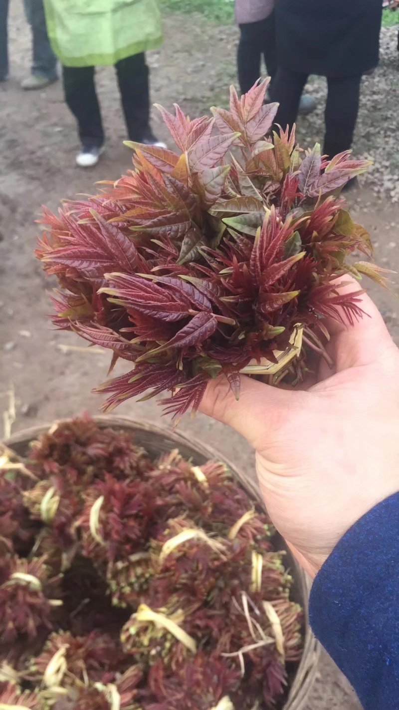 红油香椿芽（渝绿佳生鲜）