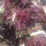 红油香椿芽（渝绿佳生鲜）