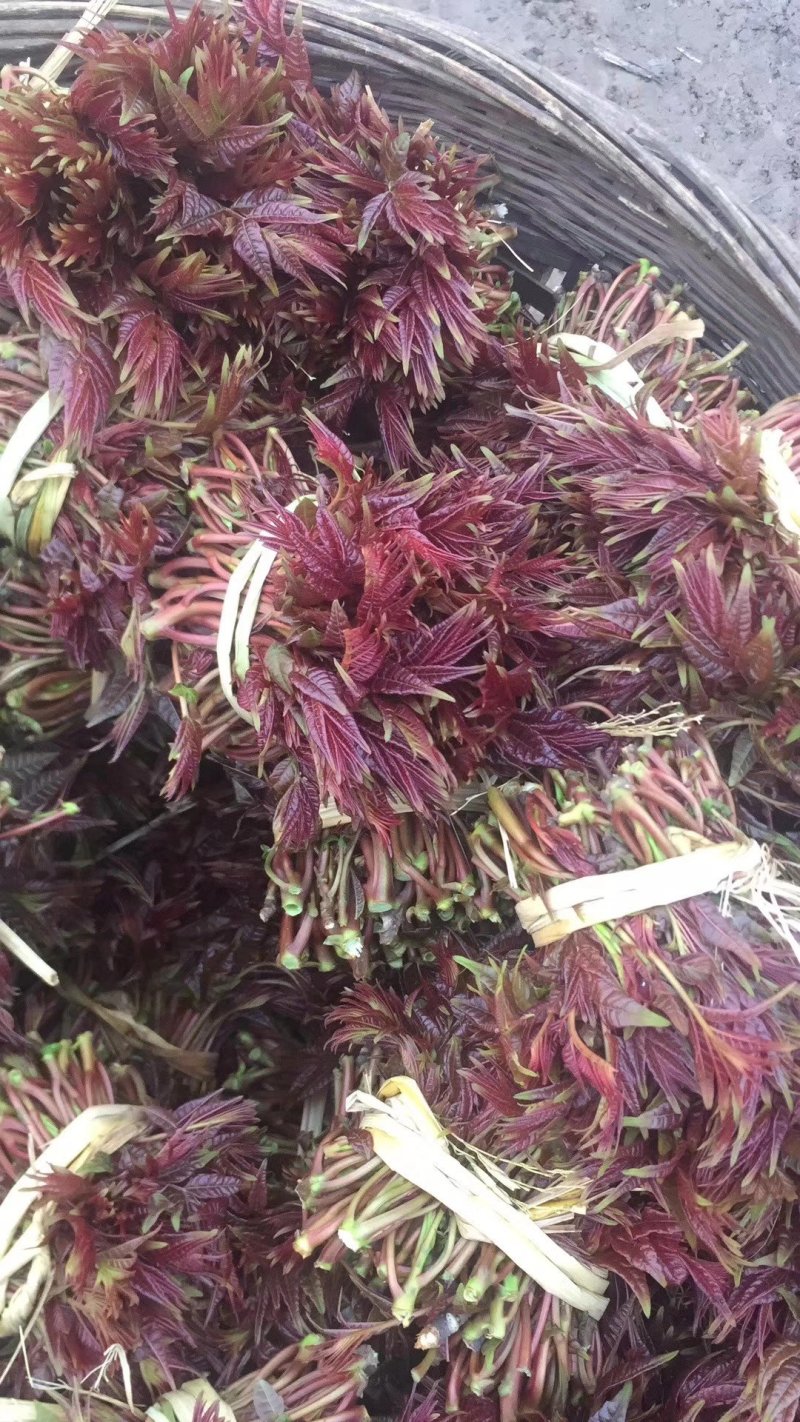红油香椿芽（渝绿佳生鲜）