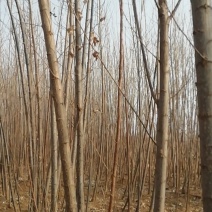杨树苗