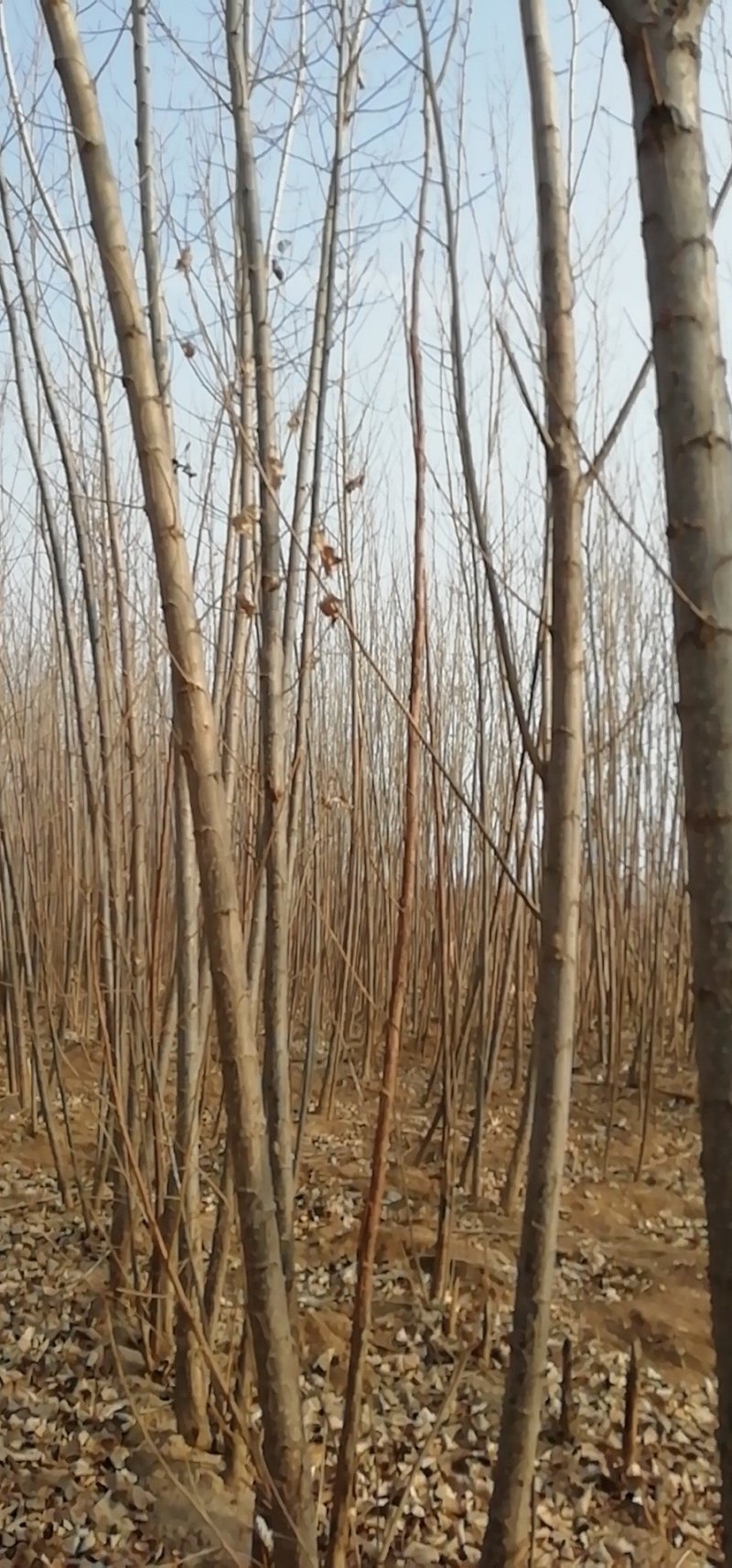 杨树苗