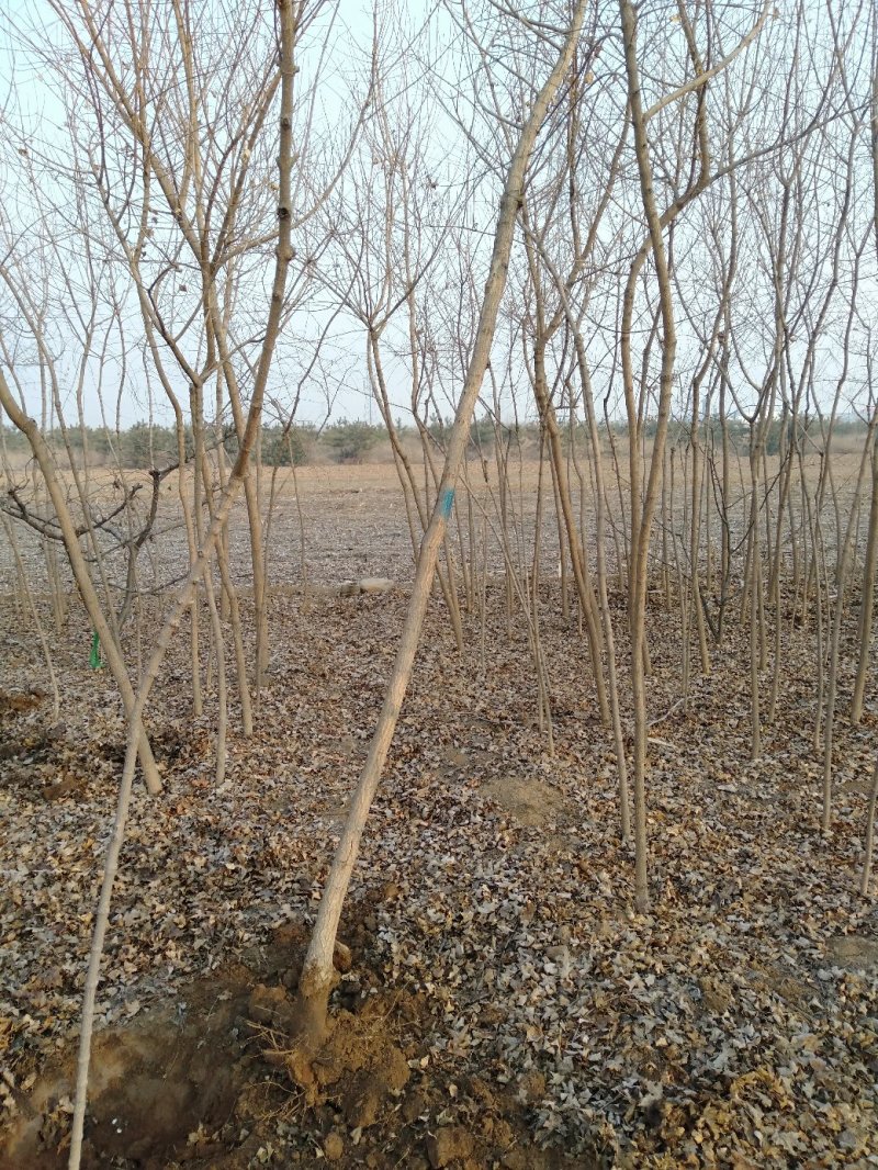 3公分元宝枫