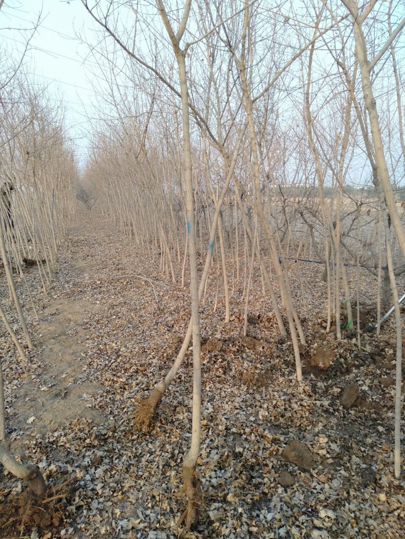 3公分元宝枫