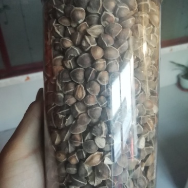 小号辣木籽，便宜了！