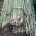 供应金竹，2.5米大量出售