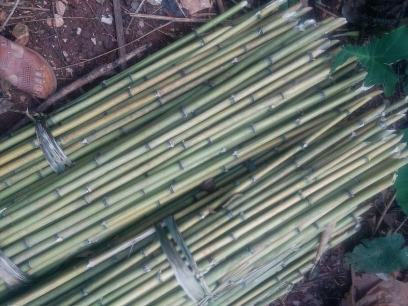 供应金竹，2.5米大量出售