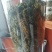 精品人参花，便宜卖！